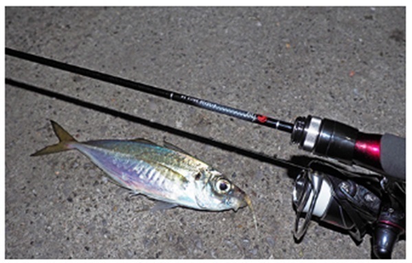 21 月下美人 MX AJING